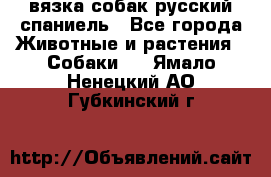 вязка собак русский спаниель - Все города Животные и растения » Собаки   . Ямало-Ненецкий АО,Губкинский г.